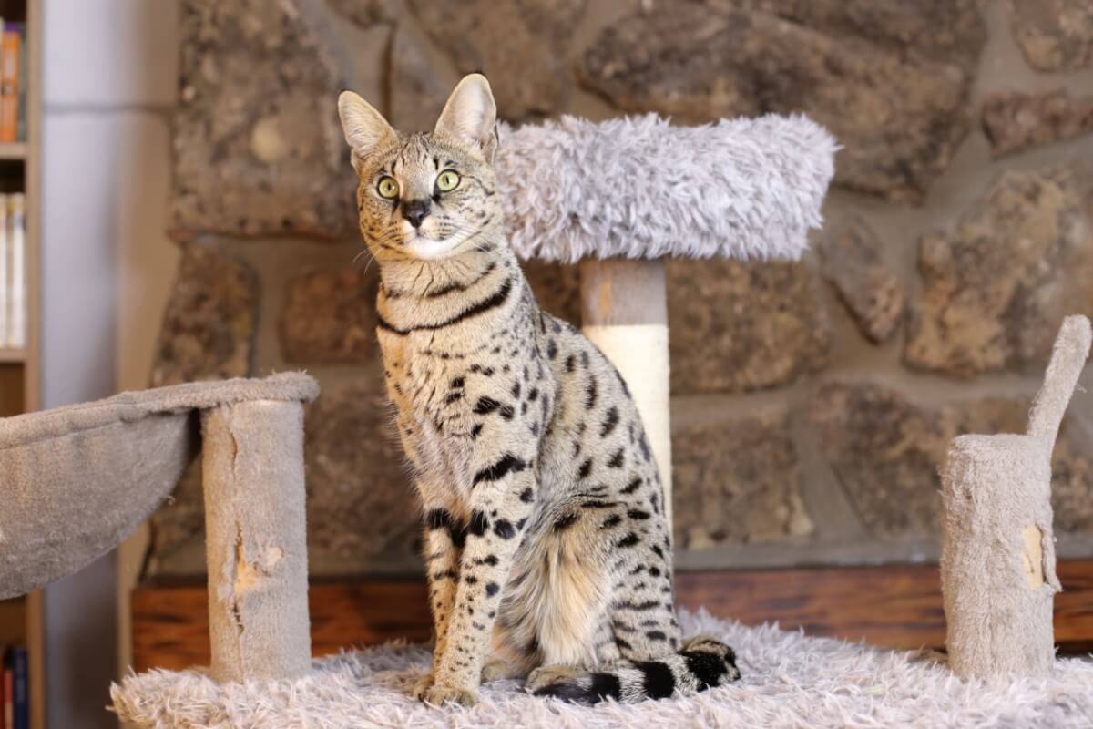 Algumas raças de gato se destacam pelo nível de energia