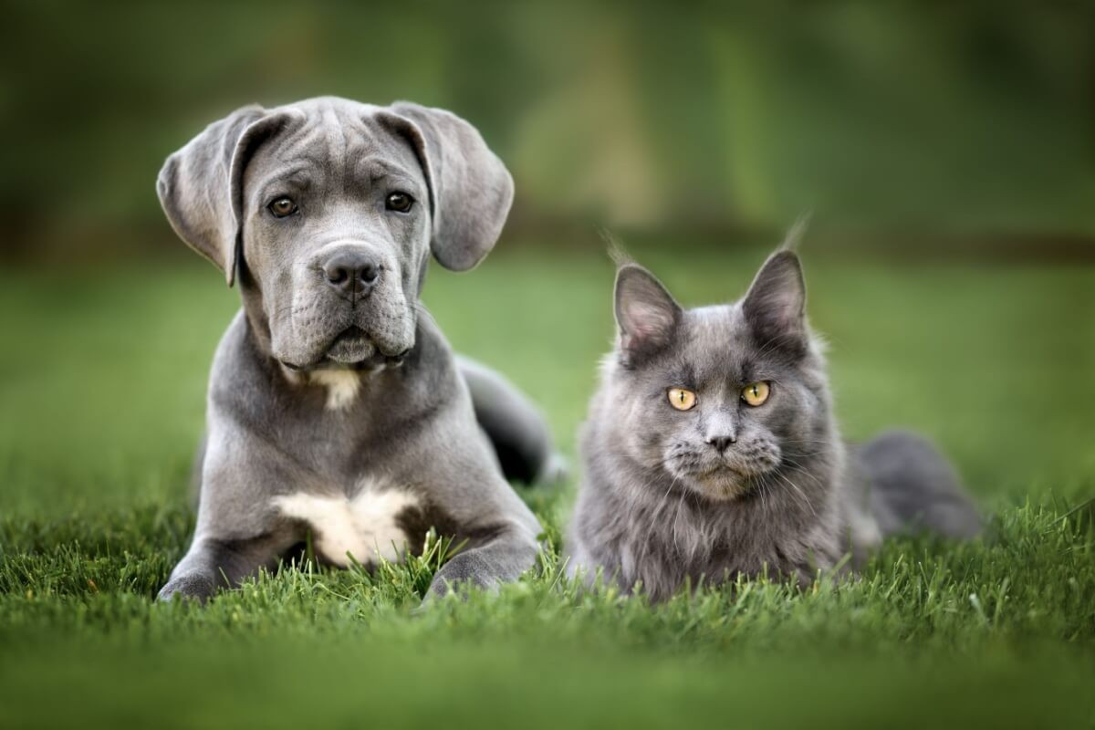 Algumas raças de gatos são naturalmente mais sociáveis e tolerantes a cachorros