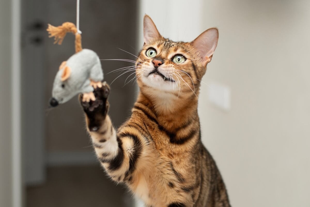 A pesquisa também revelou que gatos em ambientes urbanos apresentam comportamento mais assertivo que os rurais
