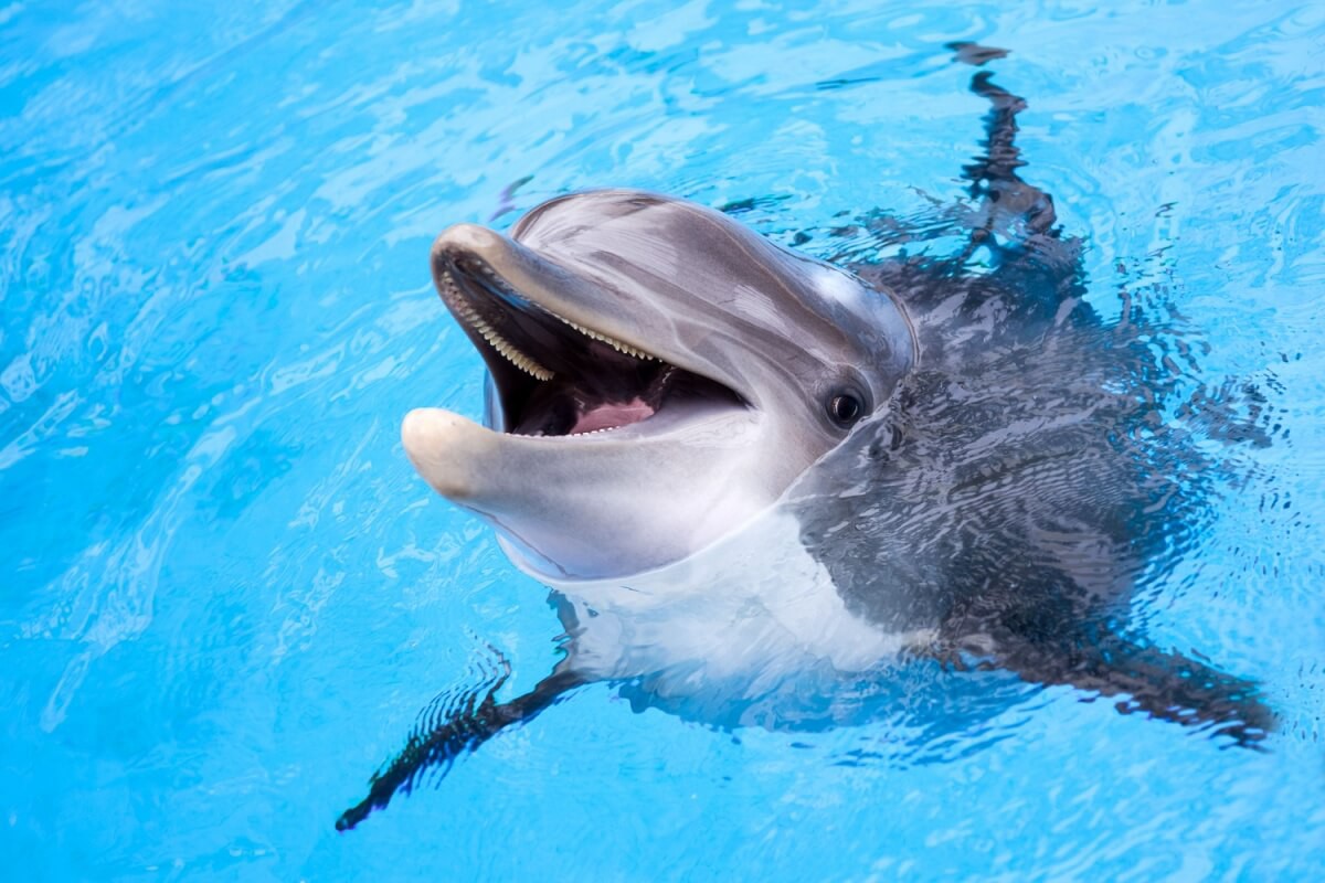 Alguns animais parecem estar naturalmente sorrindo