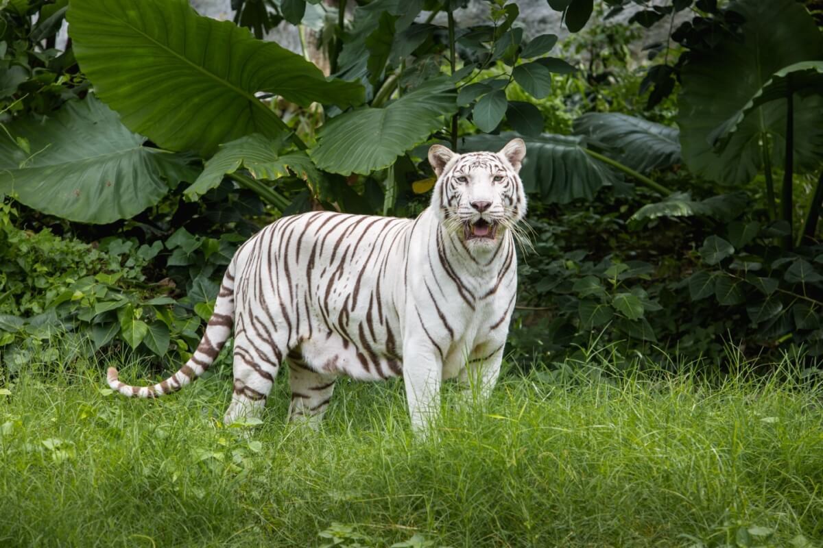 Alguns animais se destacam na natureza pela beleza