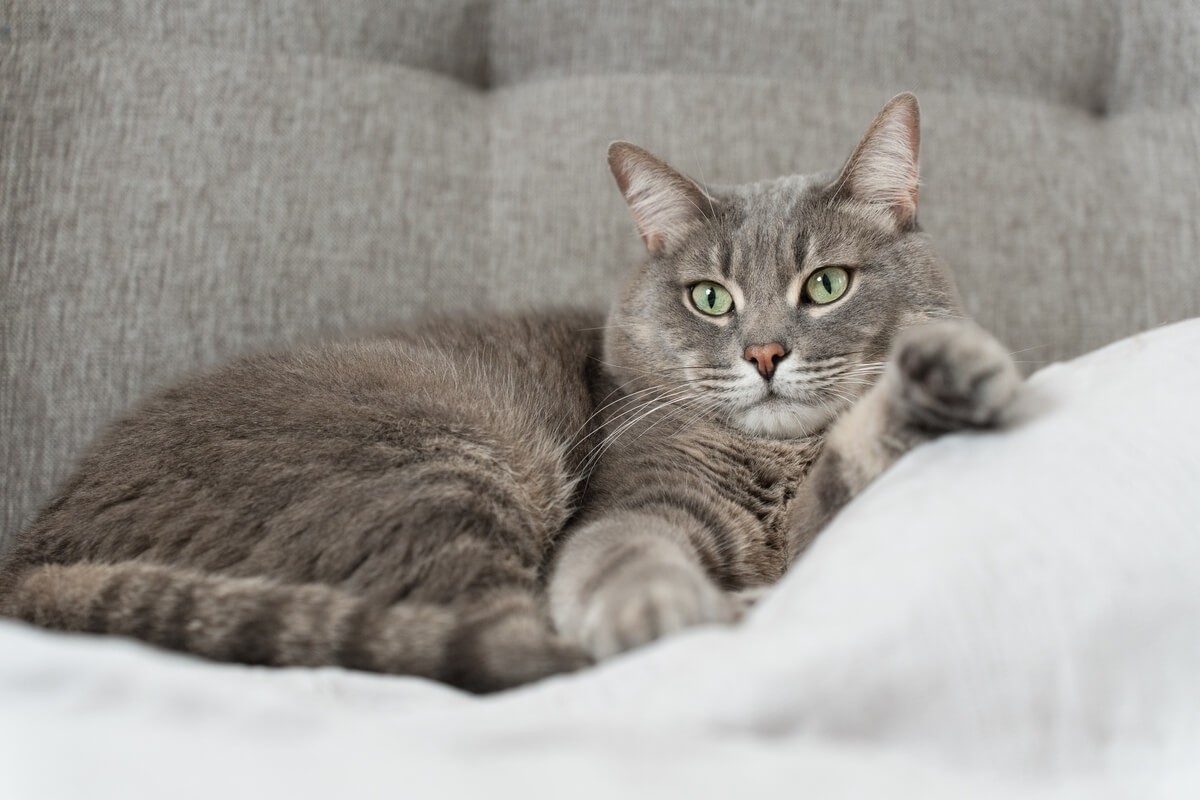 Alguns nomes são perfeitos para gatos que gostam de cochilar por horas e preferem uma rotina mais calma