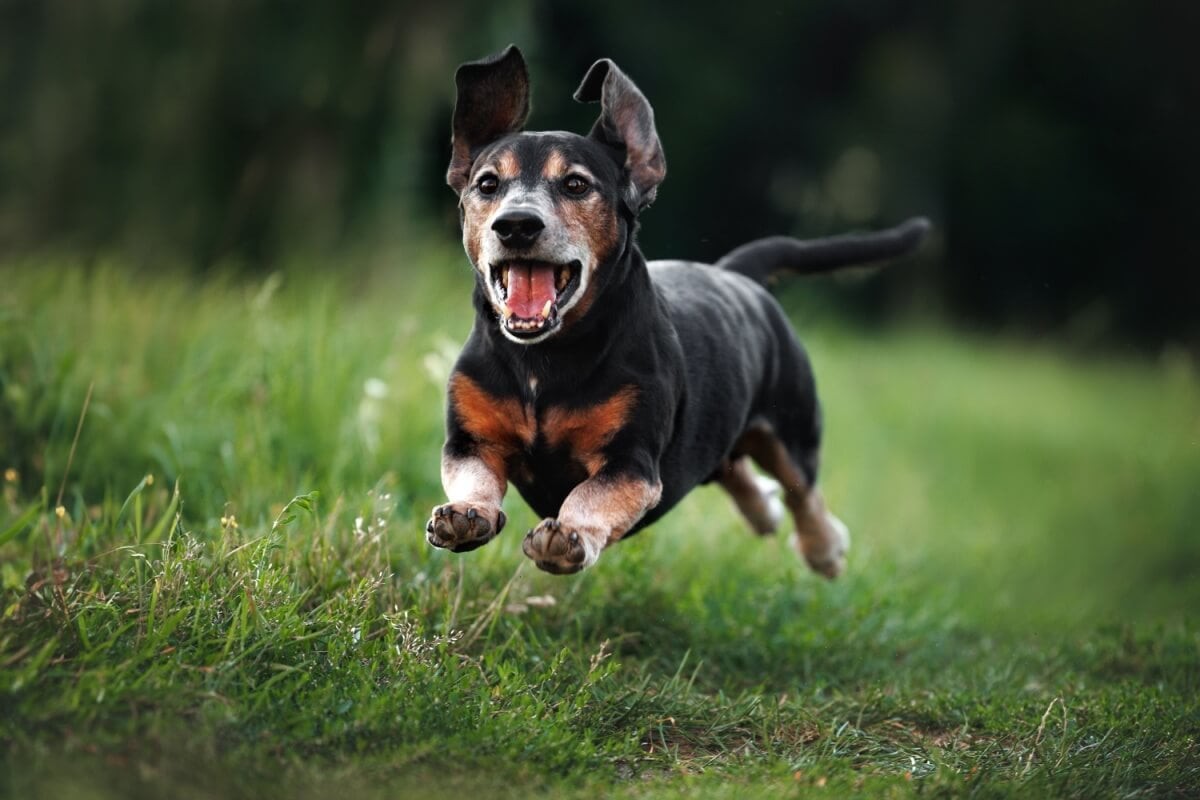 Animais idosos necessitam de cuidados especiais