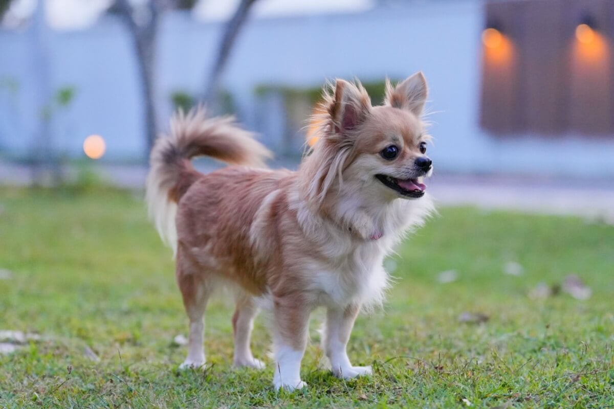 Apaixonados por história podem se inspirar em grandes personalidades na hora de escolher o nome do cachorro