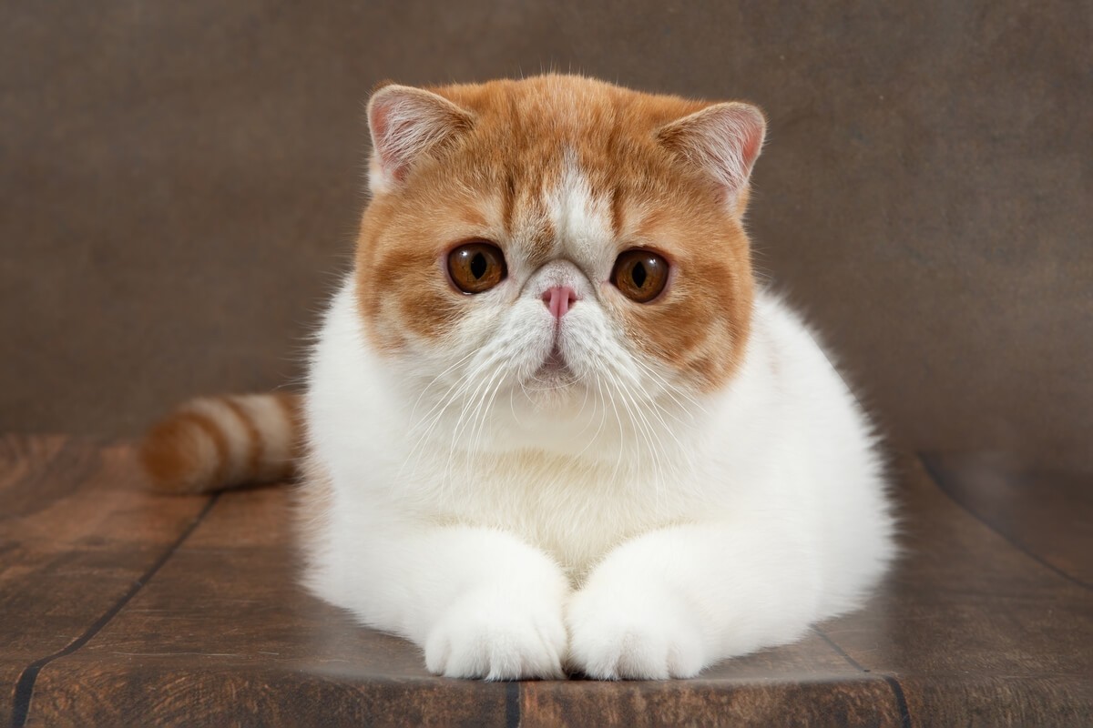 Apesar de o focinho curto ser considerado atraente, ele pode causar problemas respiratórios nos gatos