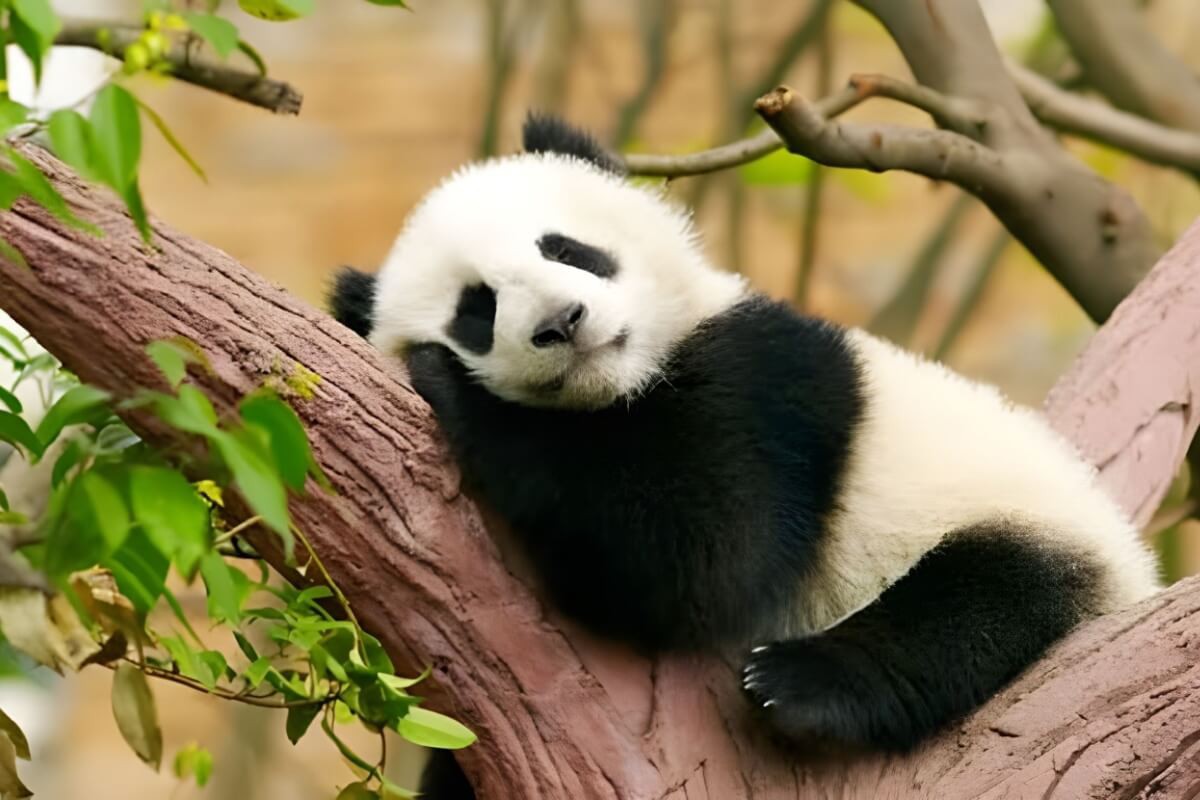 As características incomuns dos pandas despertam curiosidades