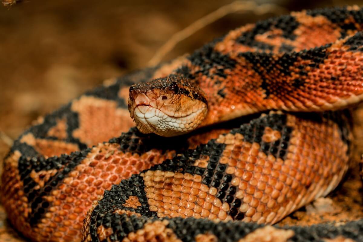 Homem 'hiperimune' a veneno de cobra leva à criação de coquetel universal contra picadas