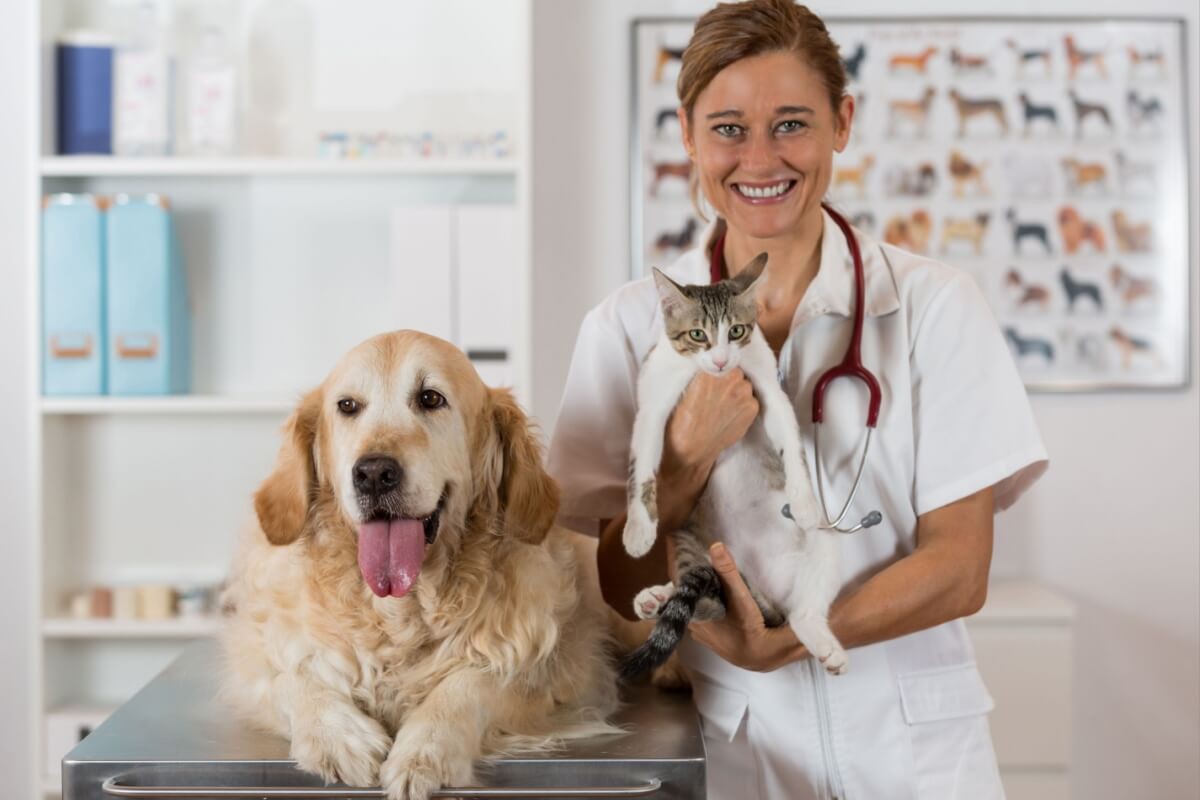As doenças renais são comuns em cães e gatos