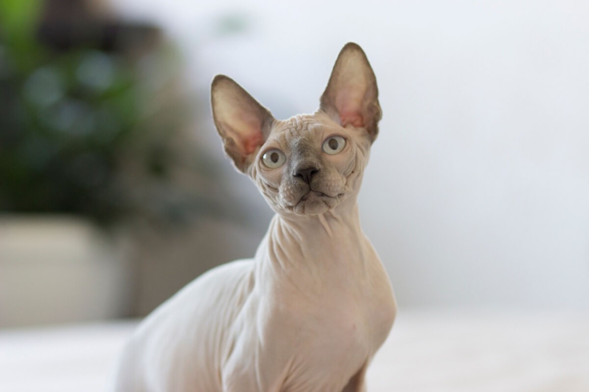 As raças de gato sem pelo chamam atenção por sua aparência exótica