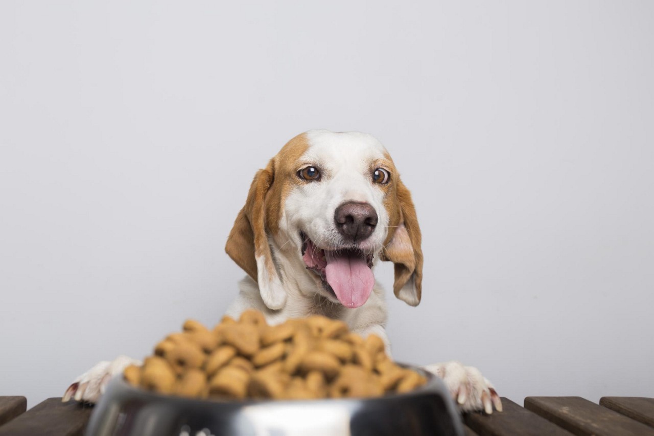 Alguns alimentos podem ser perigosos para a saúde dos cães