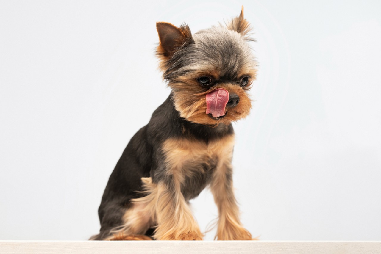 Veja raças de cães que se adaptam bem em espaços pequenos