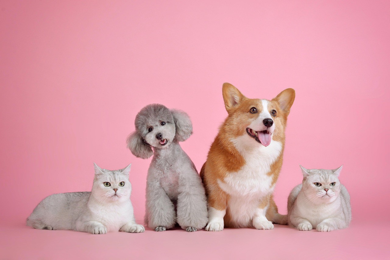 Estudo mostrou que animais com maior quantidade de genes relacionados ao sistema imunológico tendem a viver mais tempo