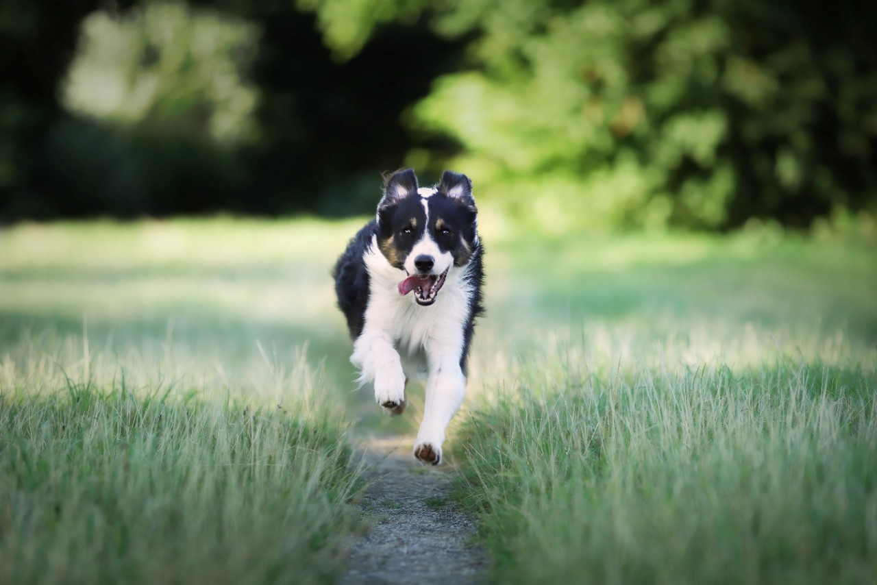 Os cães Border Collie podem dar dores de cabeça para tutores inexperientes