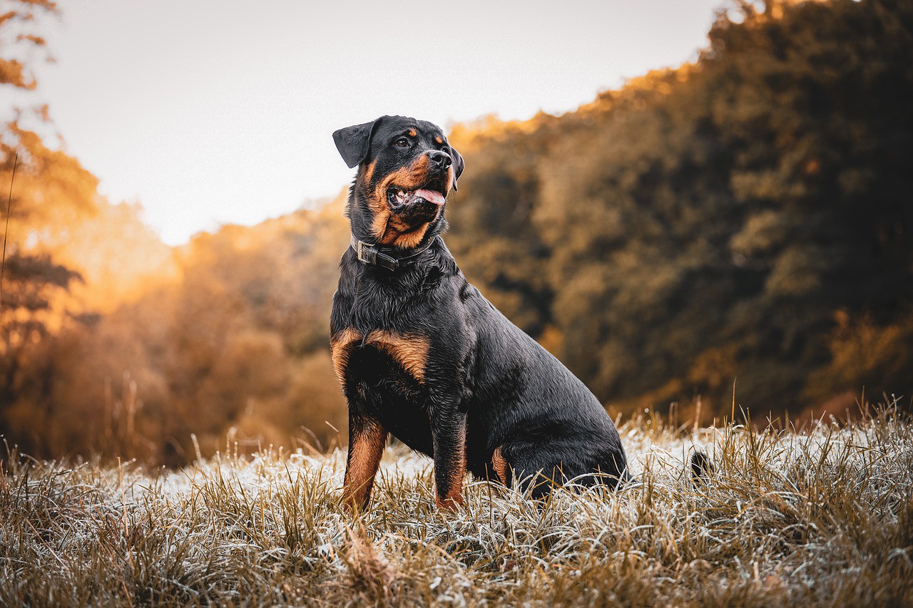 Cachorro da raça Rottweiler
