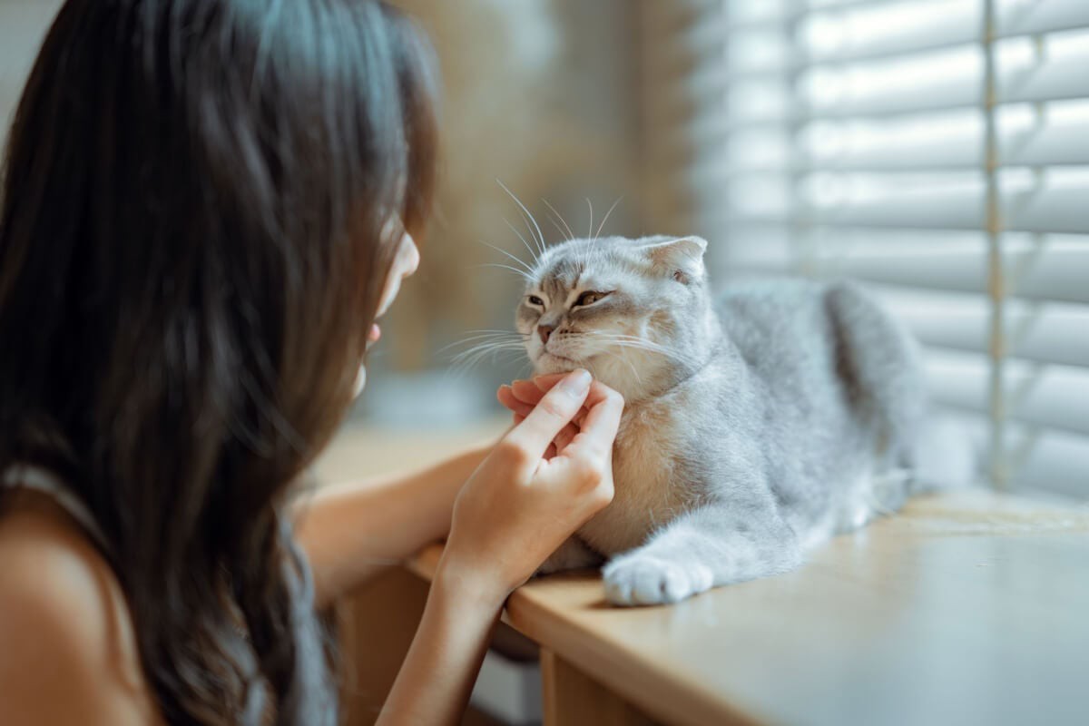 Certos gatos se destacam por serem mais dóceis