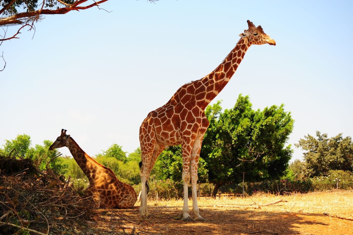 Comportamentos curiosos das girafas chamam a atenção de inúmeras pessoas ao redor do mundo