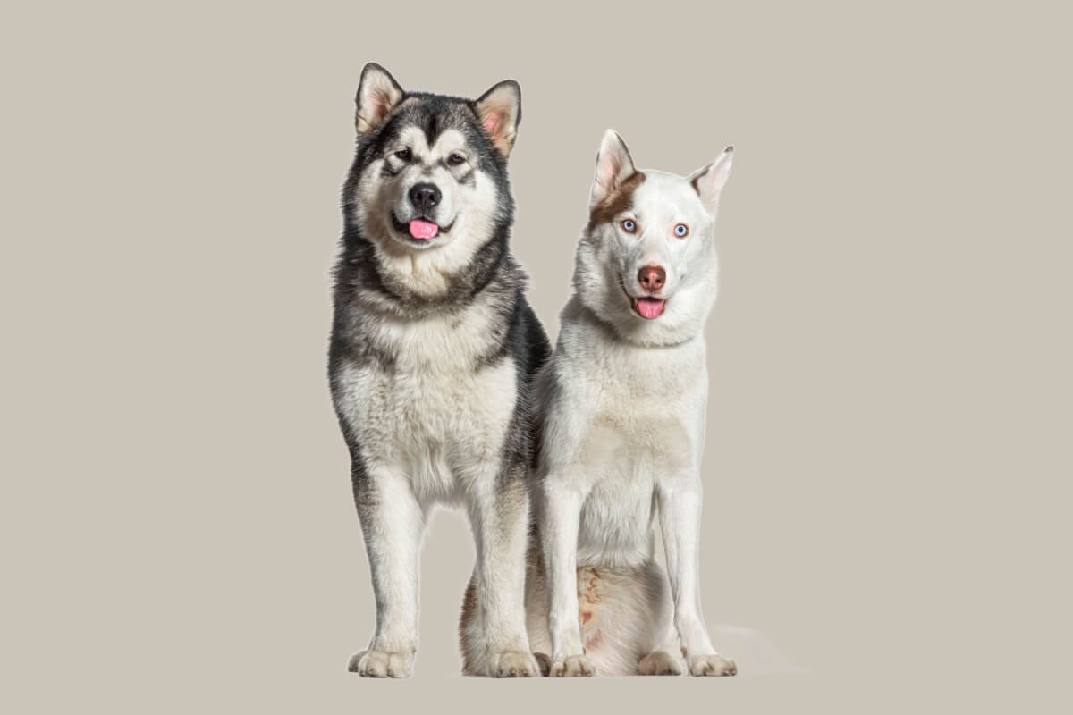 Confundidos à primeira vista, o malamute do Alasca e o husky siberiano são cachorros diferentes