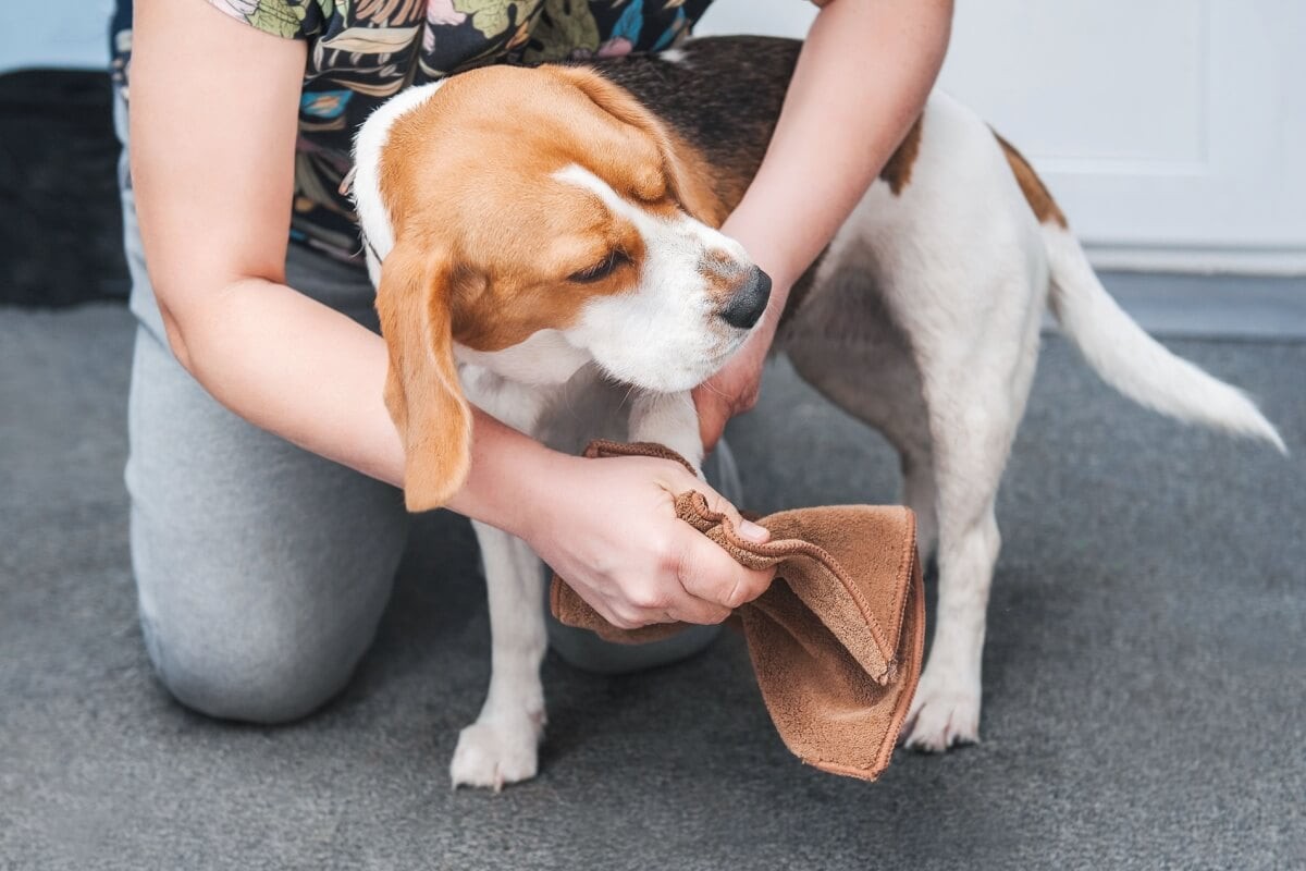 Cuidados com as patas dos cachorros ajudam a prevenir problemas de saúde