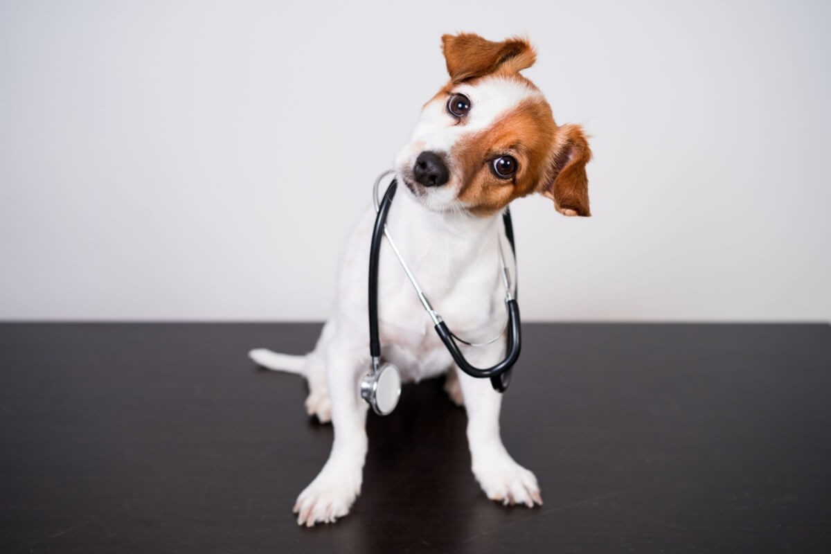 Cuidados simples com os pets ajudam a prevenir doenças