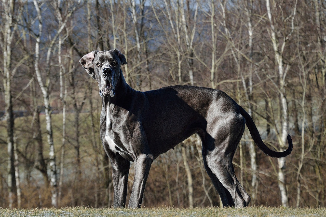 Um dos maiores cachorros do mundo é o Dogue Alemão (Great Dane)