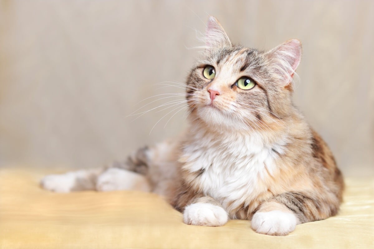 É importante que o nome combine com a personalidade e aparência do gato