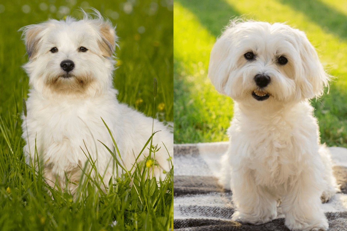 Existem diferenças entre o coton de tulear e o maltês que os tornam únicos