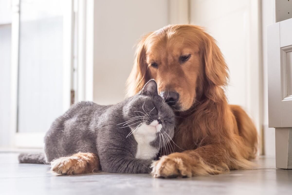 Existem raças de cachorro que tem o perfil ideal para viver com gatos