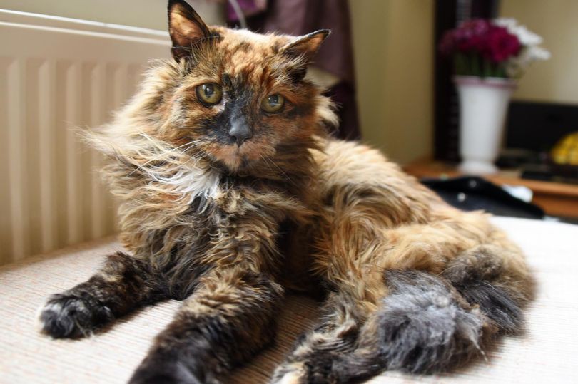 Rosie, a gata mais velha do mundo, morreu aos 33 anos