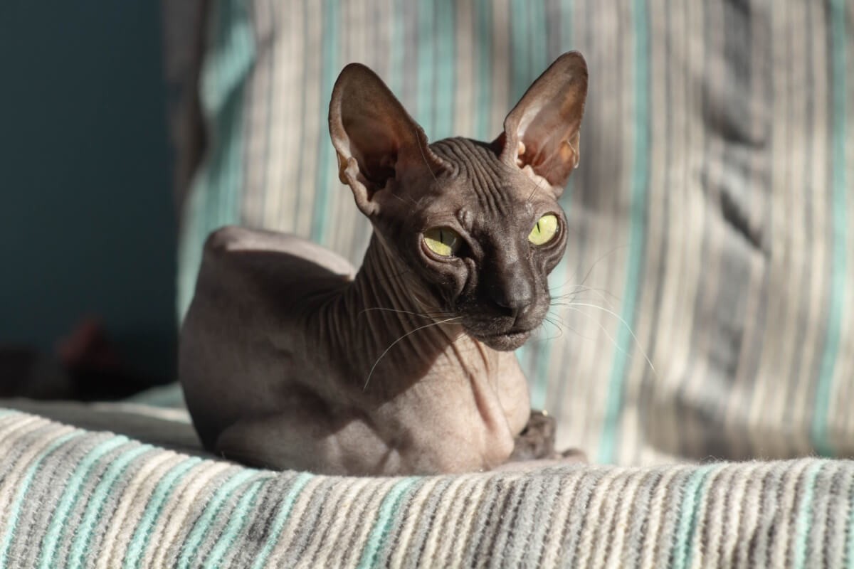 Gatos sem pelos exigem cuidados específicos para evitar problemas de pele