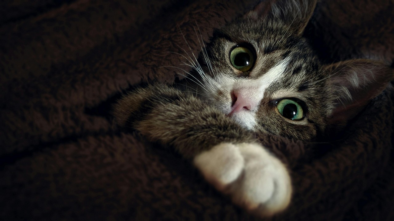 Os felinos demonstram que estão com frio quando buscam abrigo embaixo de cobertas, dentro de guarda-roupas ou em locais mais aquecidos da casa