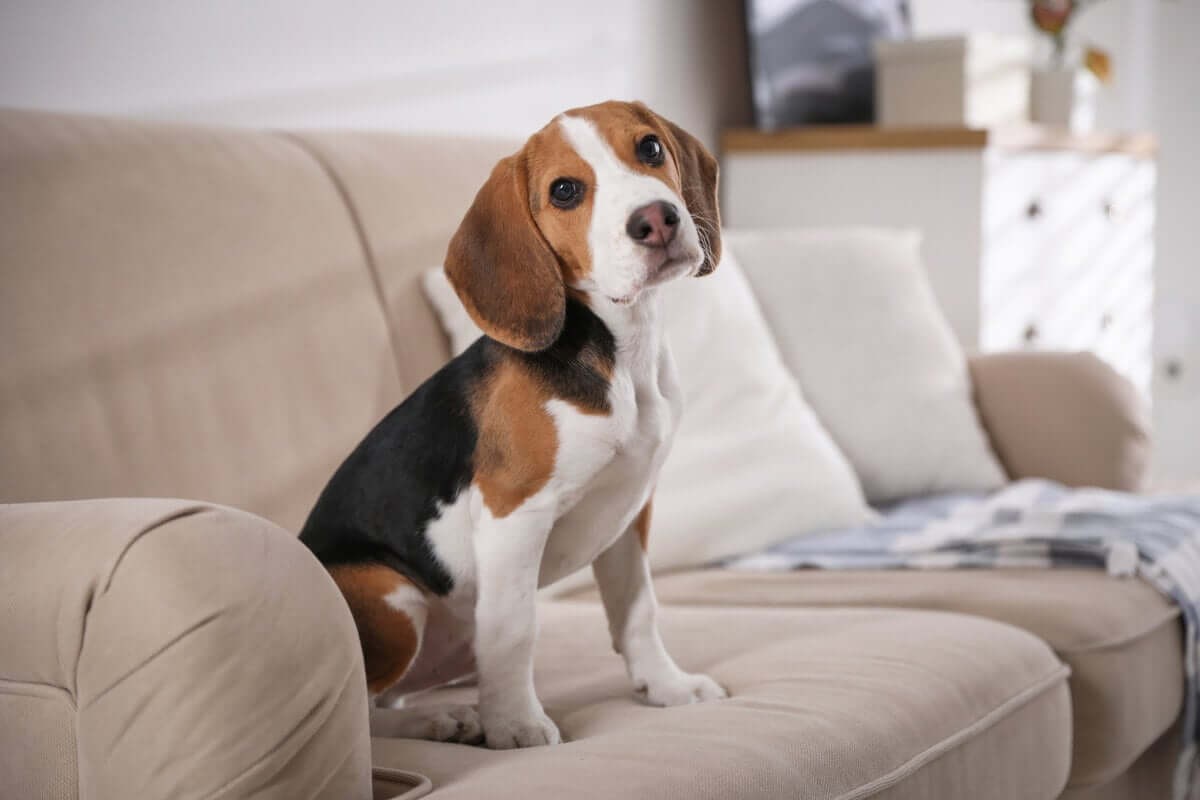 Os dados revelam que 63% dos casais sem filhos consideram seus cães como "filhos"