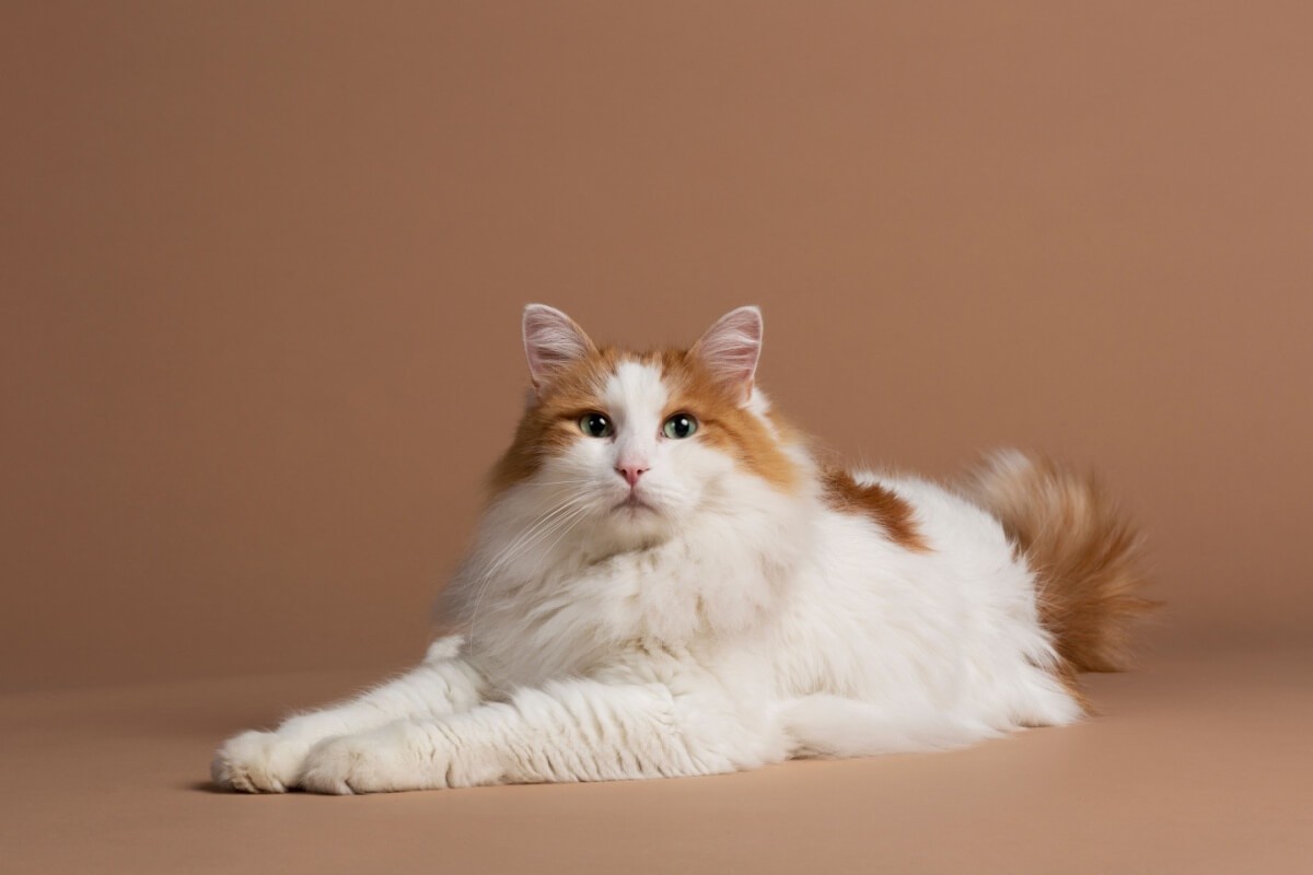 Inteligente e de personalidade ativa, o gato van turco tem características apaixonantes