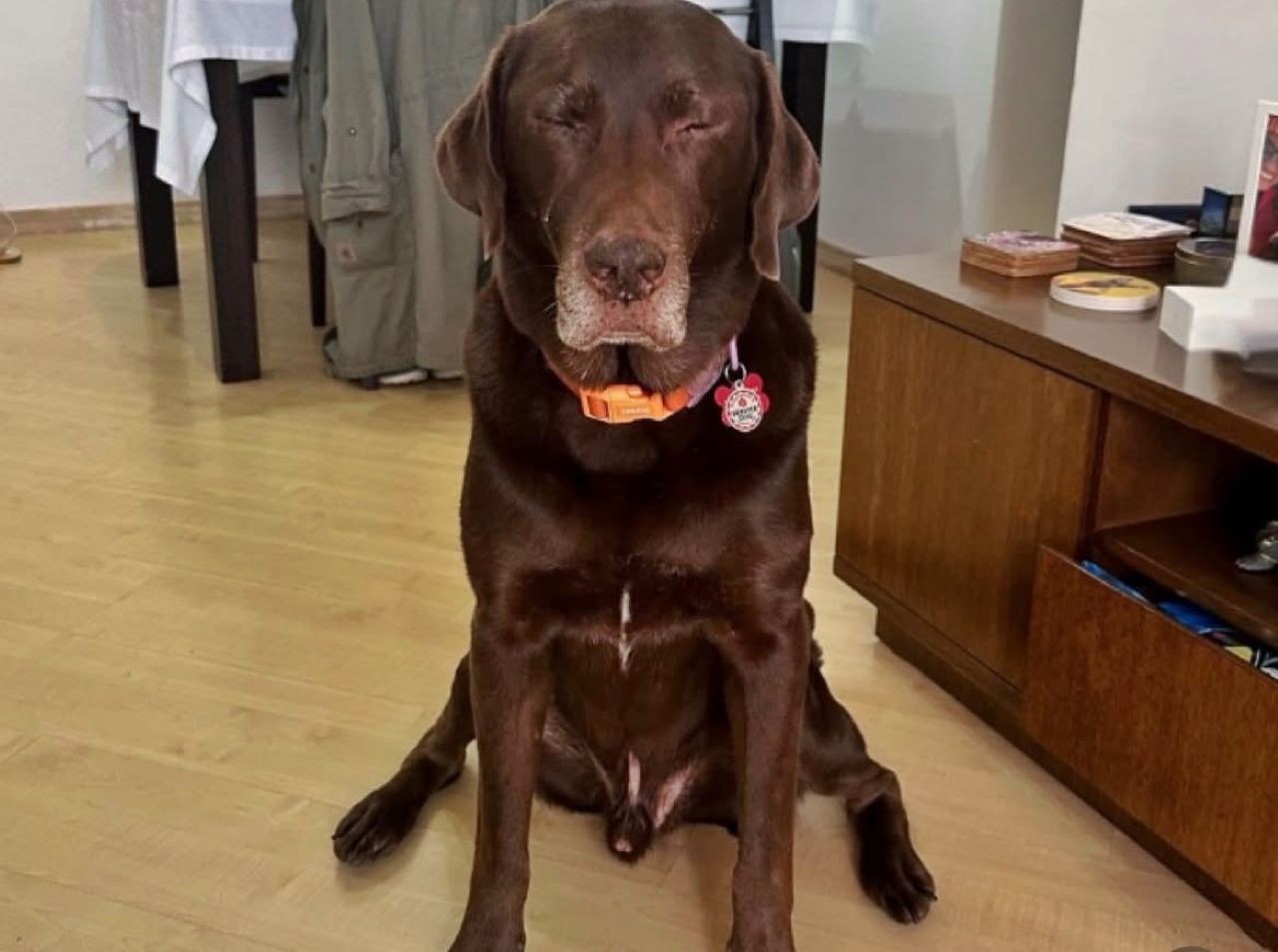 Labrador Pudim era cão de suporte emocional e faria 10 anos na próxima terça-feira (6)