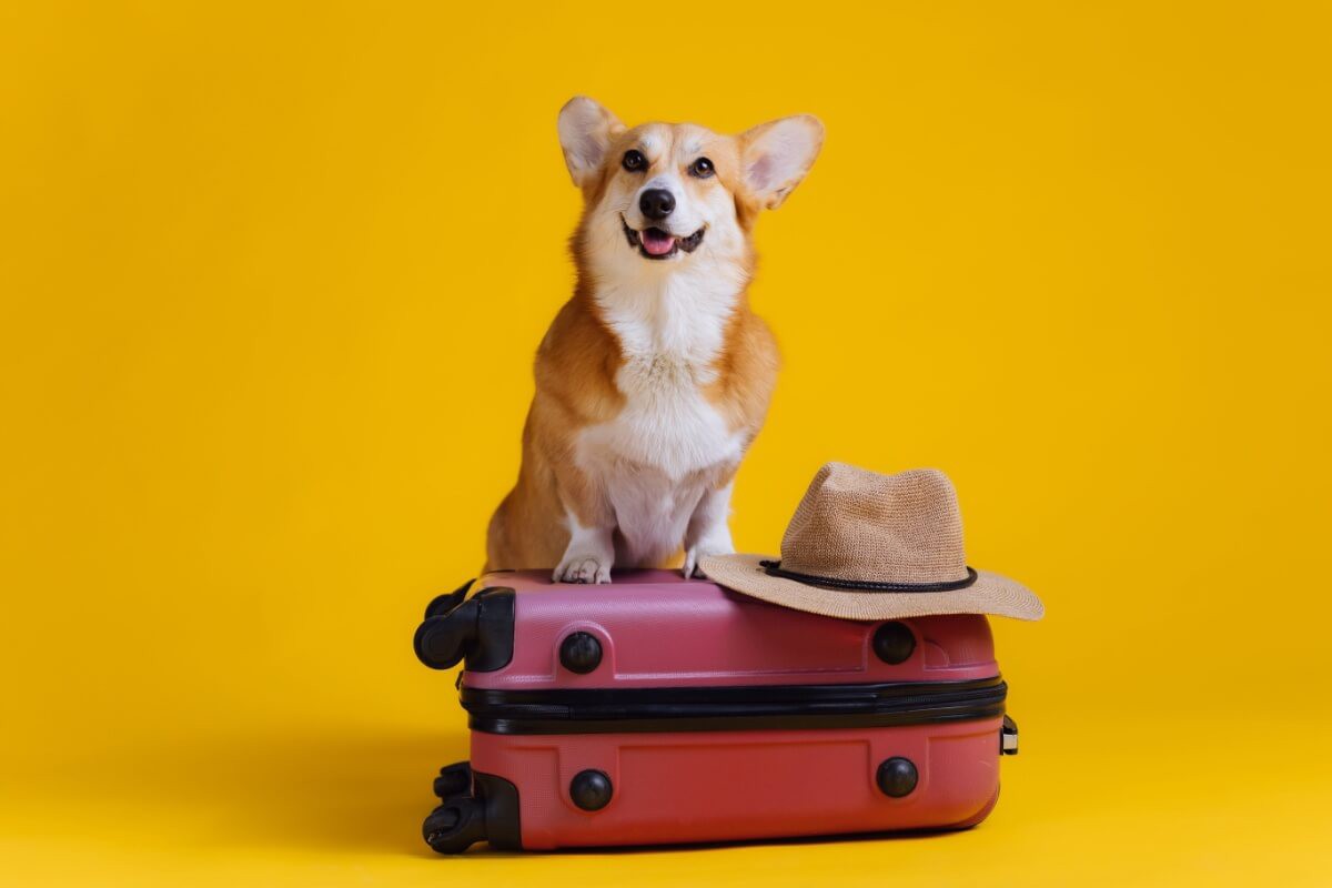 Levar seu animal de estimação em viagens requer cuidados especiais