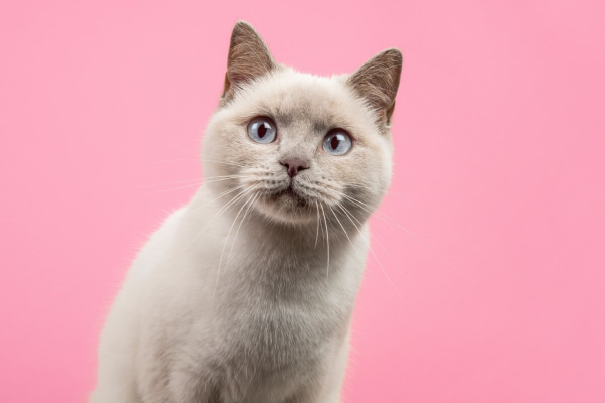 Muitos personagens da cultura geek tem características marcantes que lembra os felinos