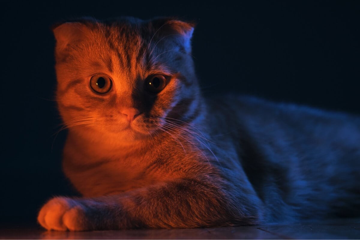Nomes de gatos inspirados em "Stranger Things" são uma escolha criativa para os fãs da série