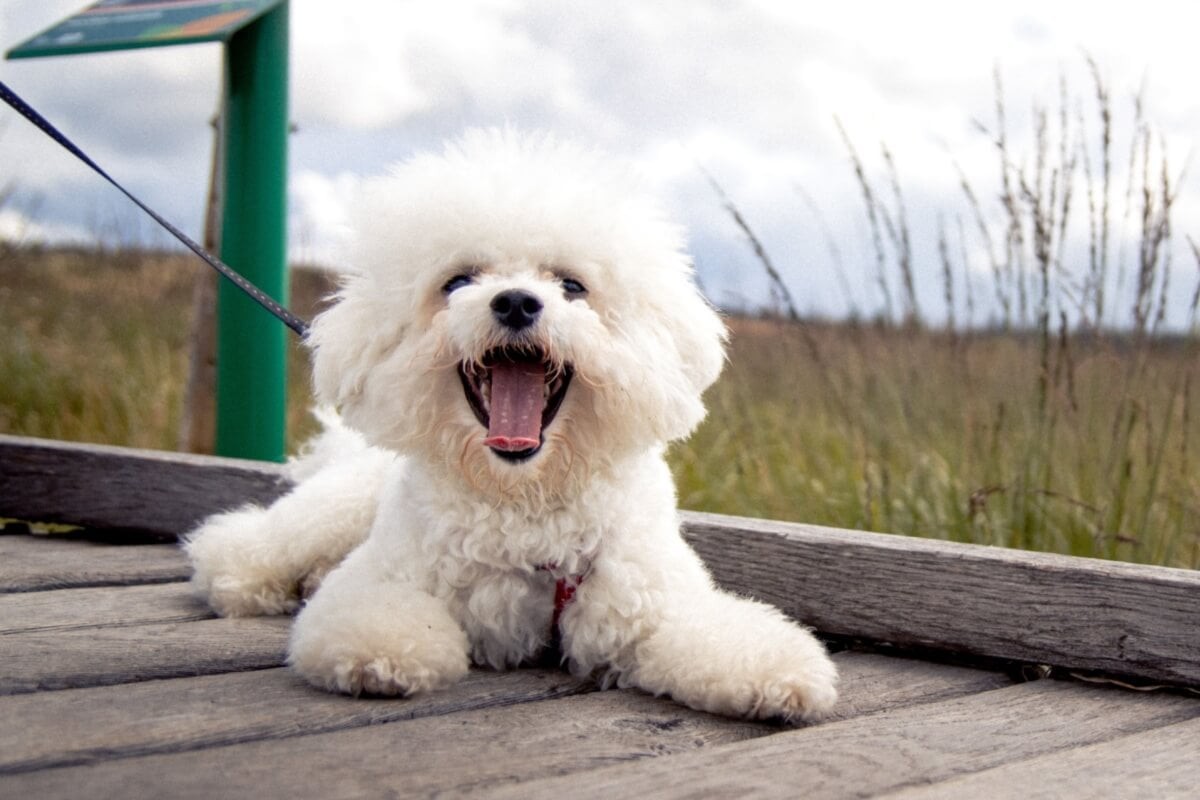 O bichon frisé encanta por sua inteligência e temperamento amigável