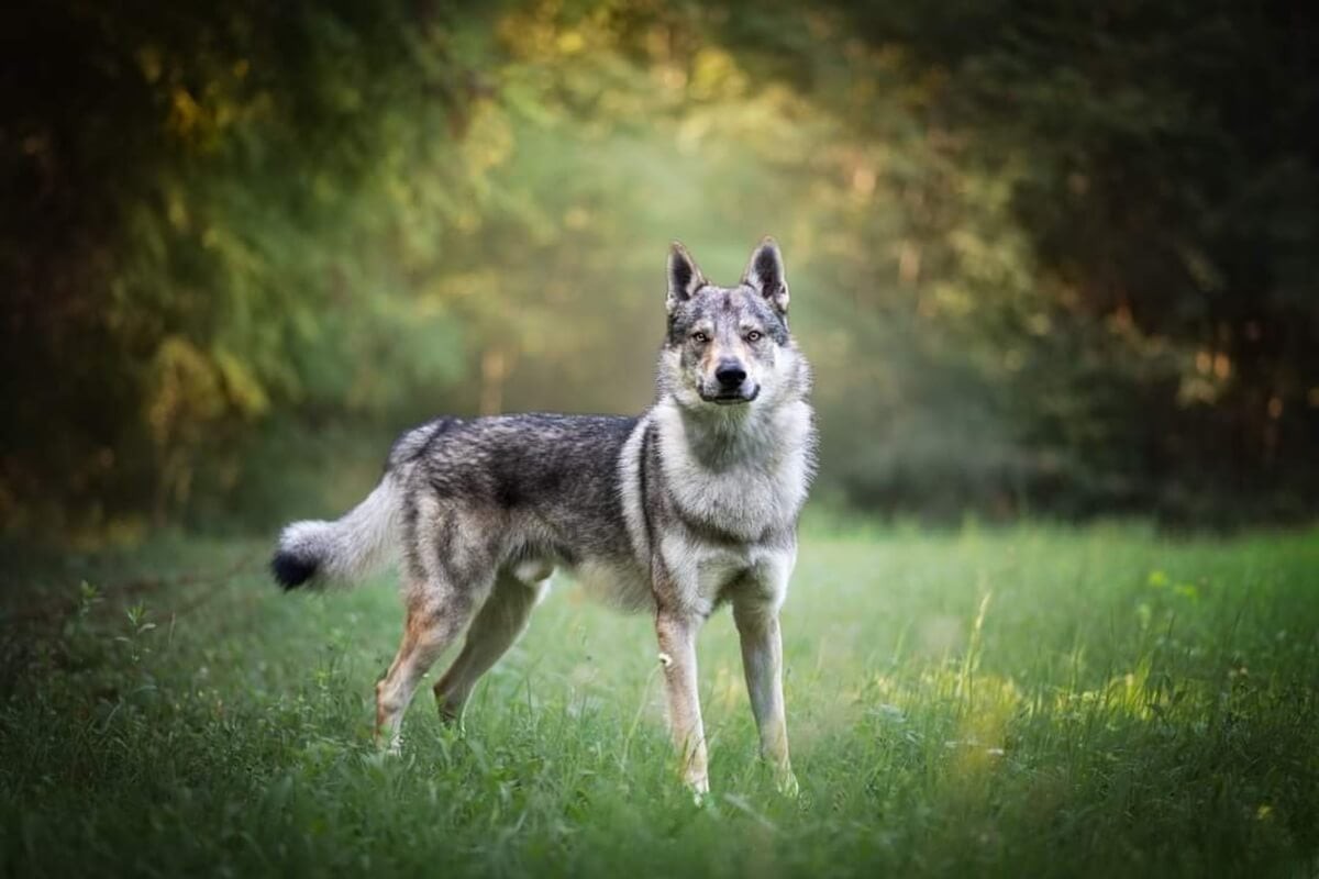 O cão lobo tchecoslovaco é reconhecido por sua versatilidade e desempenho em diversas tarefas