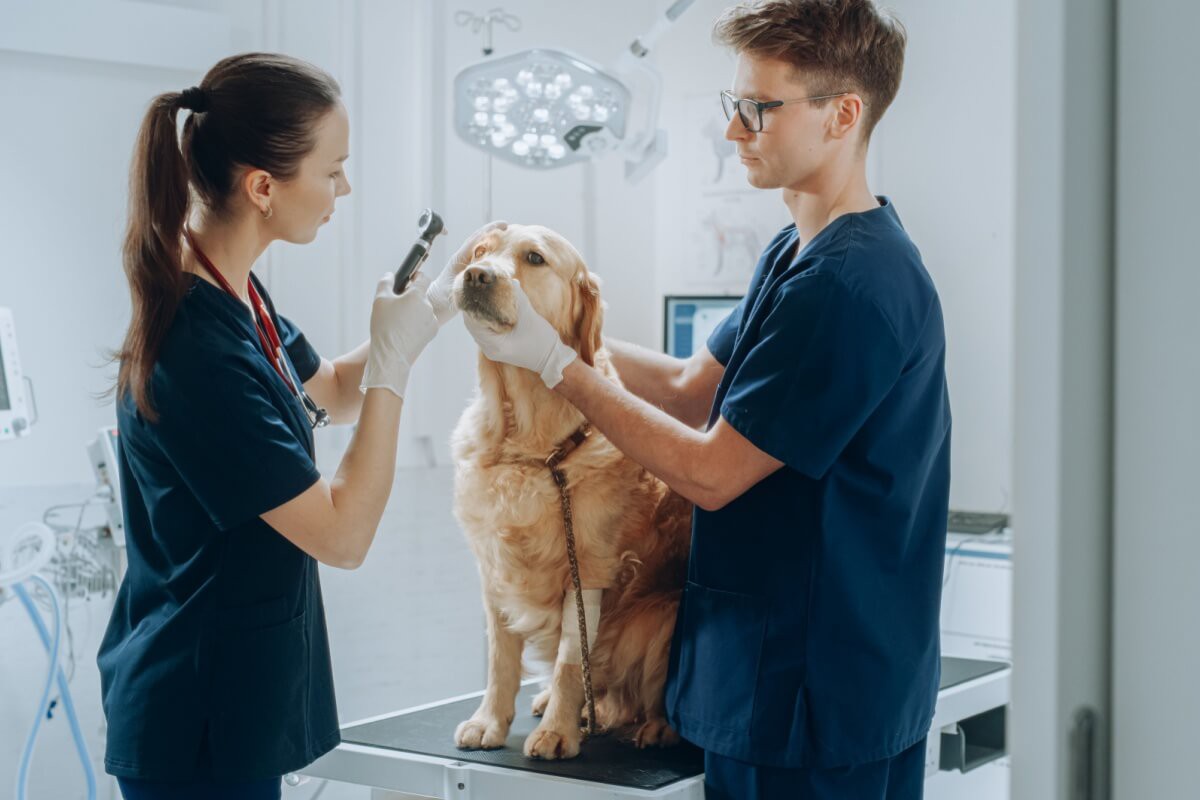 O cuidado com a saúde dos olhos é essencial para proteger a visão dos pets