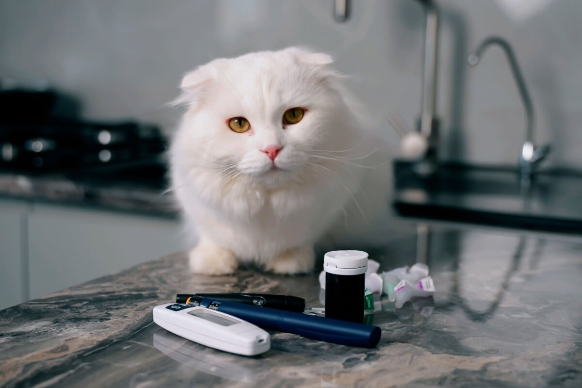 O diabetes também pode afetar os animais de estimação