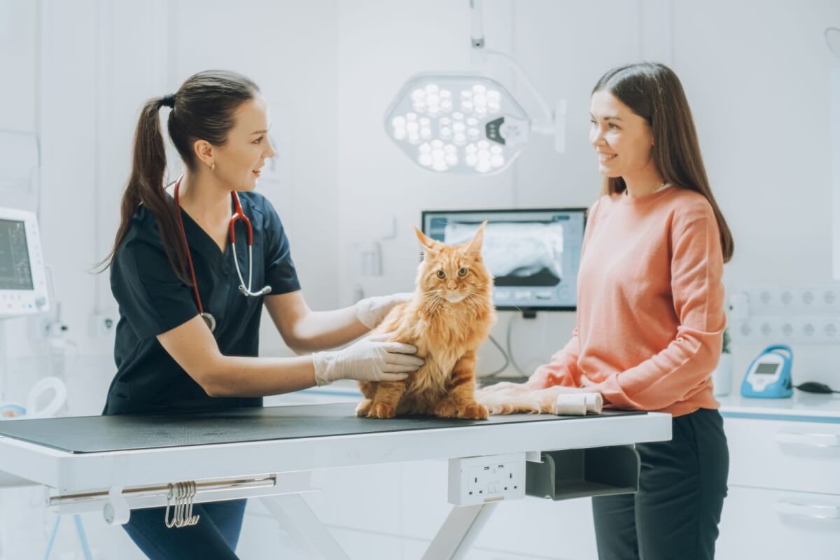 O diagnóstico precoce aumenta a qualidade de vida dos gatos com FeLV
