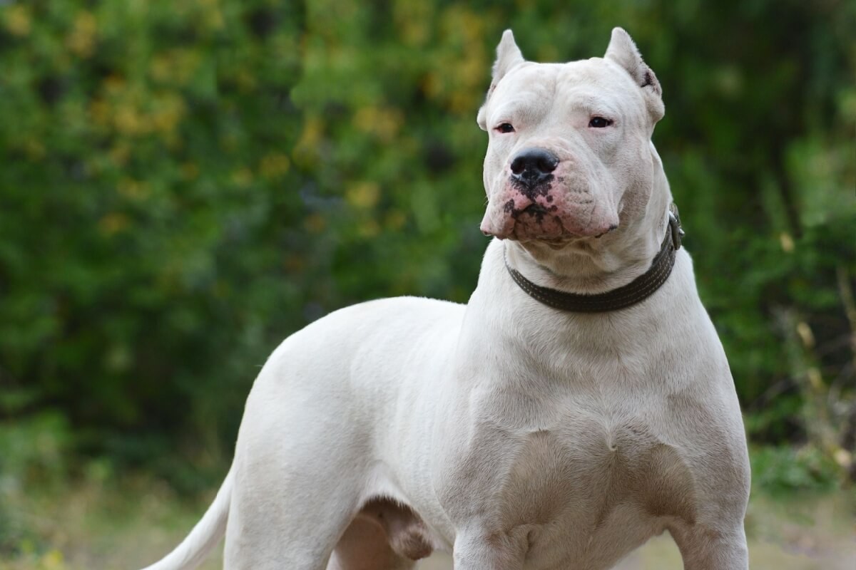 O dogo argentino é um cachorro inteligente e afetuoso