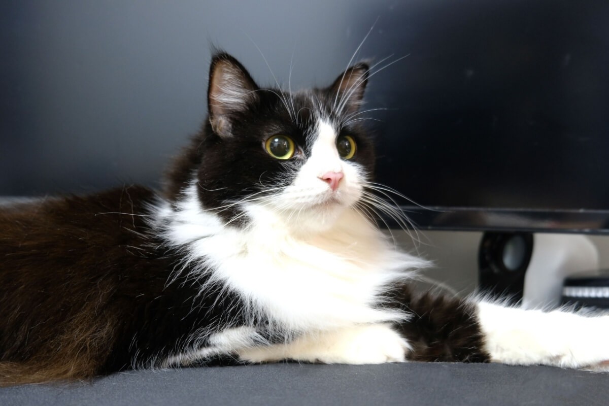 O gato ragamuffin é conhecido por sua aparência encantadora e personalidade sociável