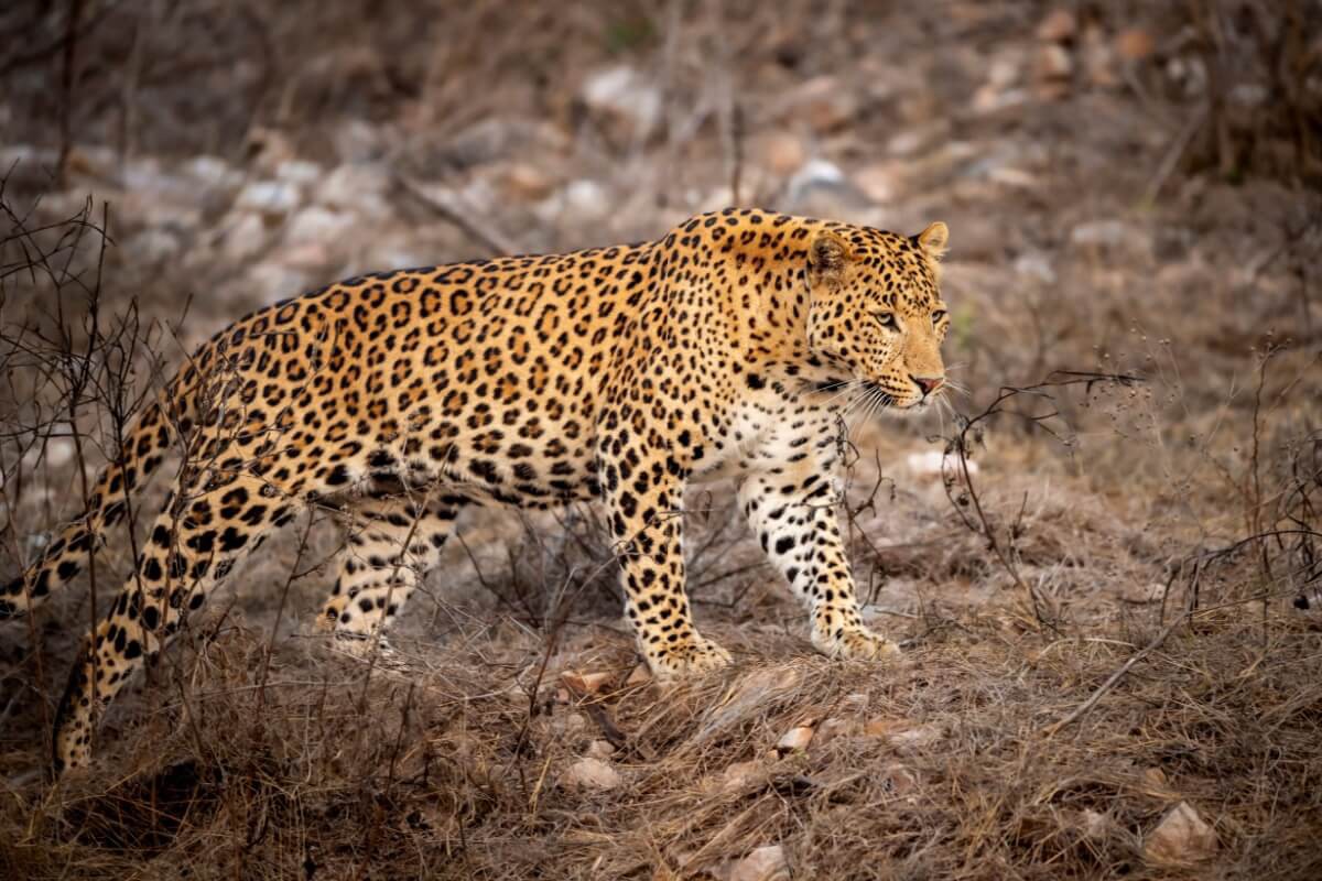 O mundo dos felinos inclui espécies de grande porte