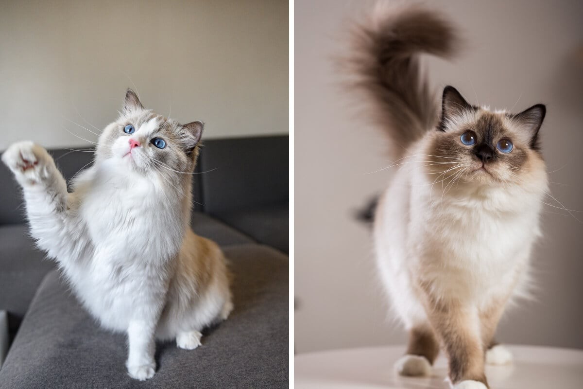 O ragdoll e o birmanês diferem em diversos aspectos