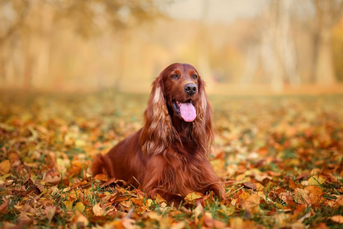 O setter irlandês é um companheiro inteligente, enérgico e afetuoso