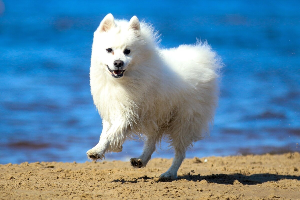 O spitz japonês é um cachorro alegre, afetuoso, atento e dotado de grande inteligência