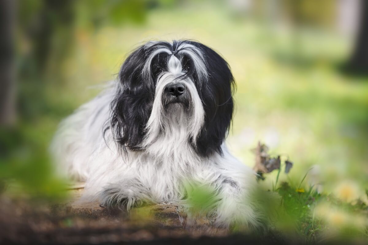 O terrier tibetano conquistou tutores em diversas partes do mundo, especialmente por seu comportamento afetuoso