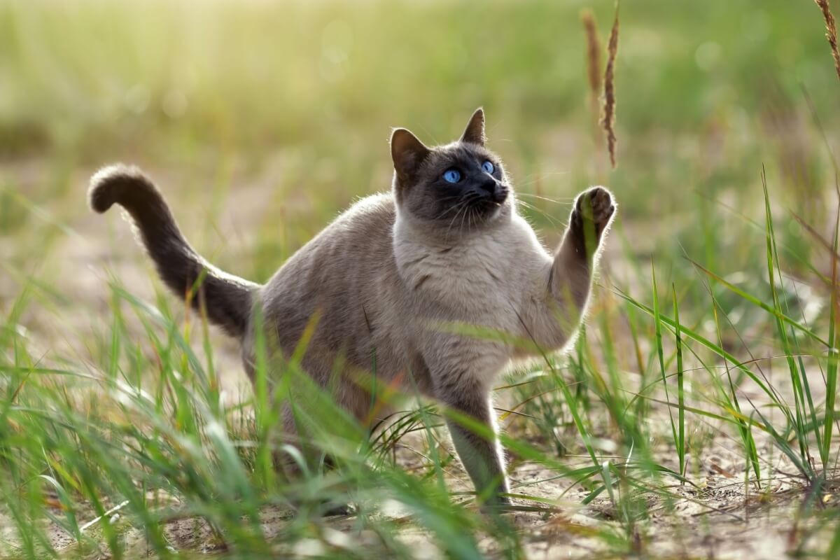 O thai é um gato de temperamento gentil, curioso e extremamente apegado aos seus tutores
