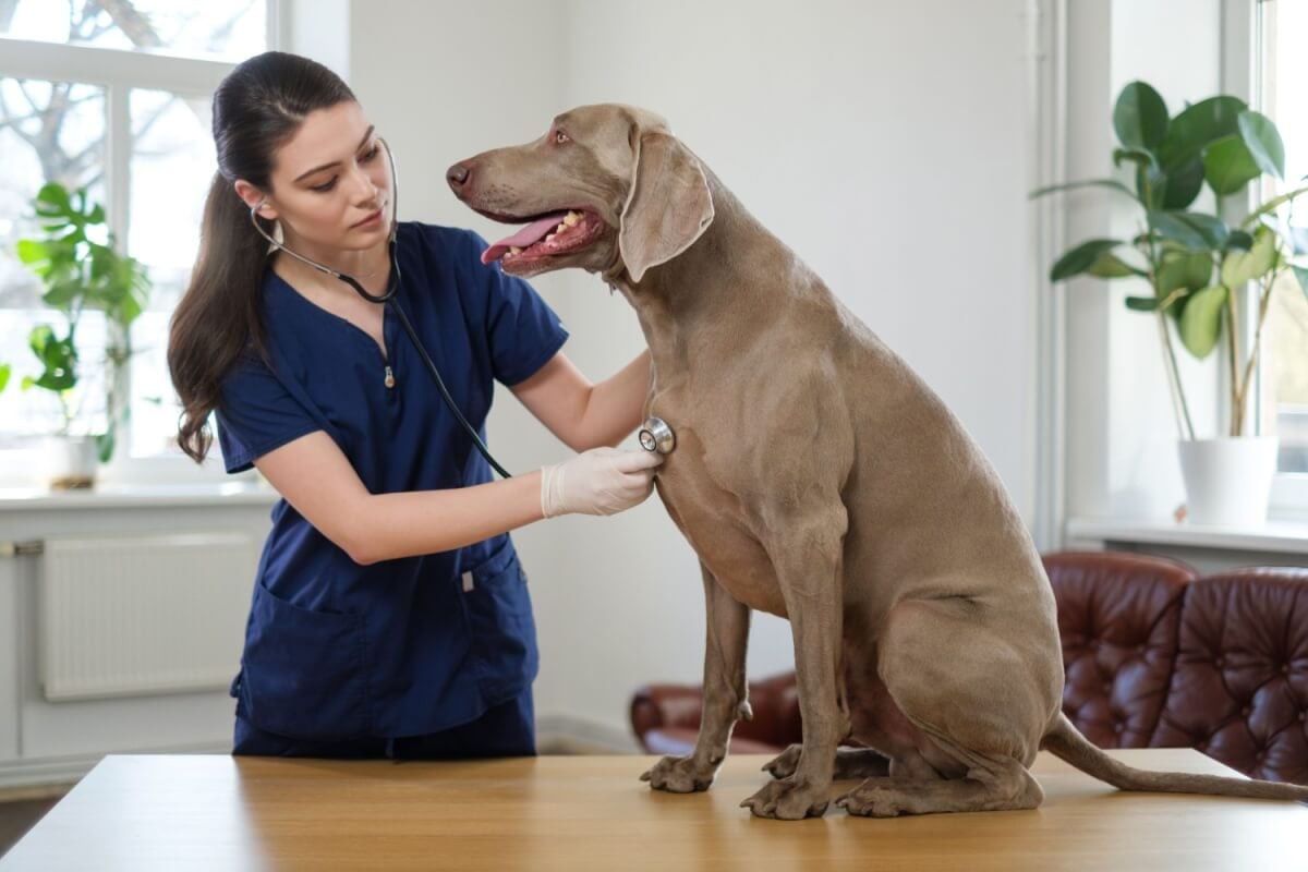 O tremor em cães pode ter diferentes causas